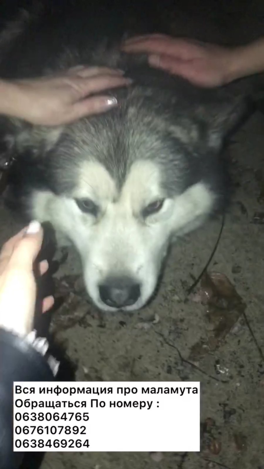 В Днепре после празднования Нового года пропали десятки котов и собак: нужна помощь 9