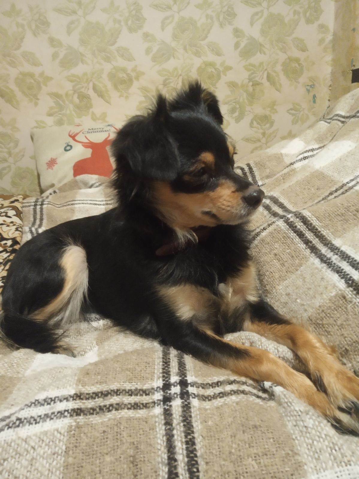 В Днепре после празднования Нового года пропали десятки котов и собак: нужна помощь 10