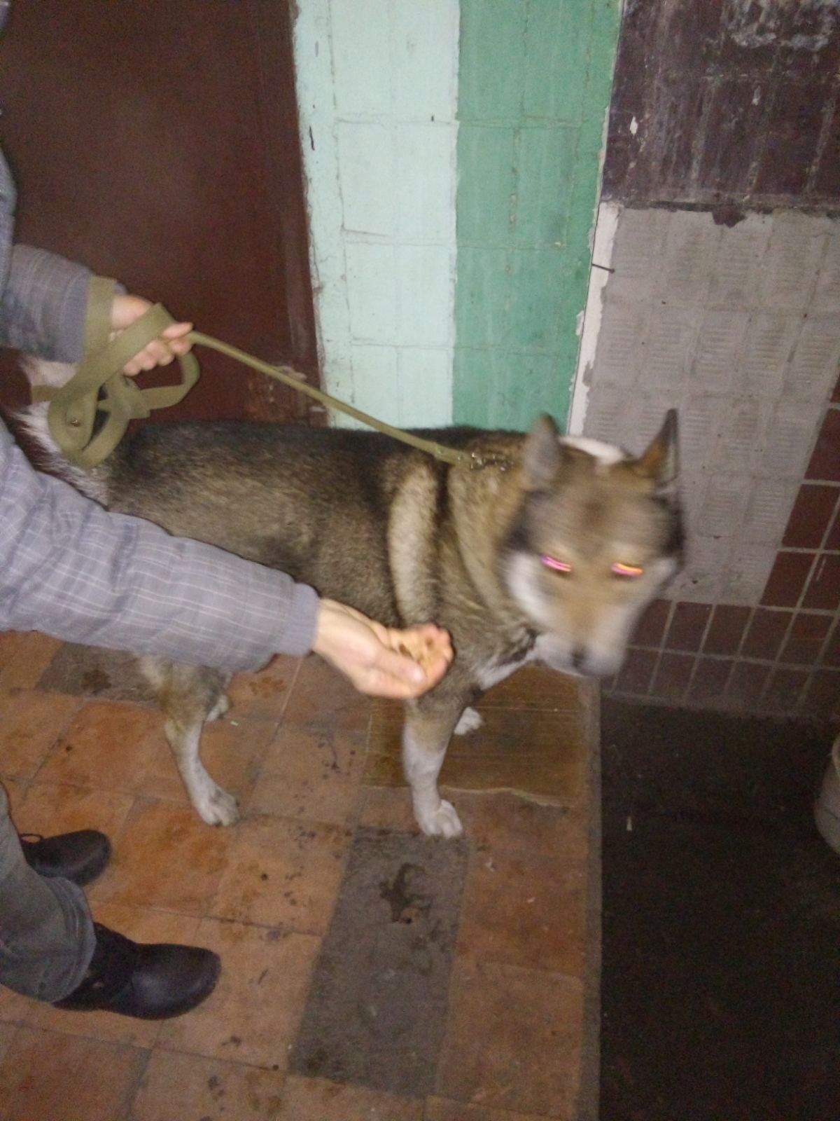 В Днепре после празднования Нового года пропали десятки котов и собак: нужна помощь 11