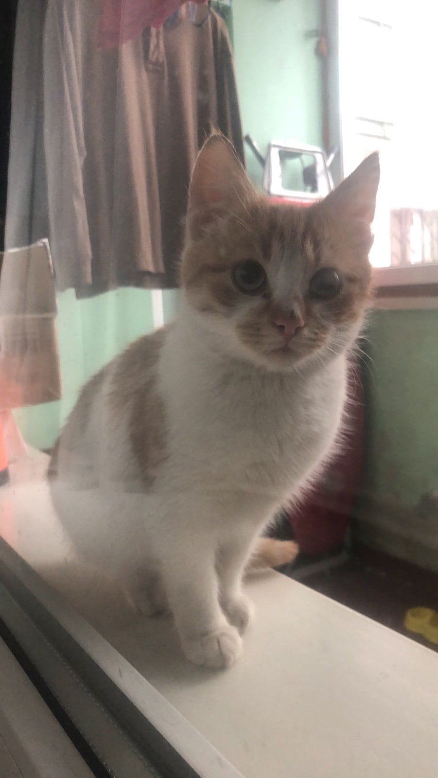 В Днепре после празднования Нового года пропали десятки котов и собак: нужна помощь 12