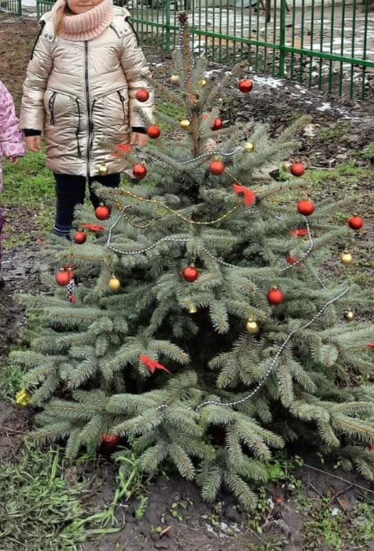 В Днепре во дворе частного дома ночью выкопали и украли ель 1