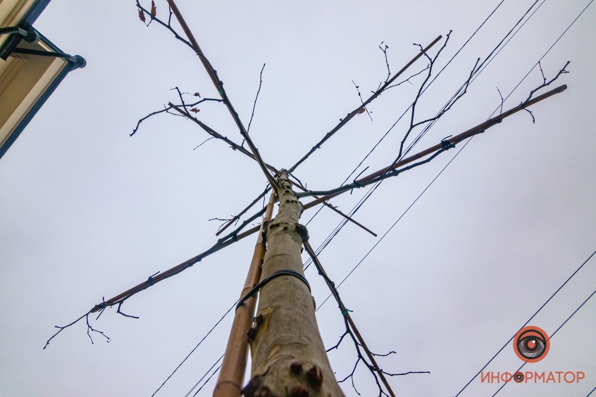 Высадили платаны