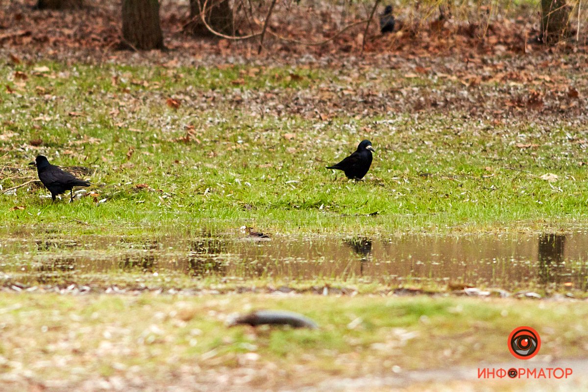 Меланхоличные вороны