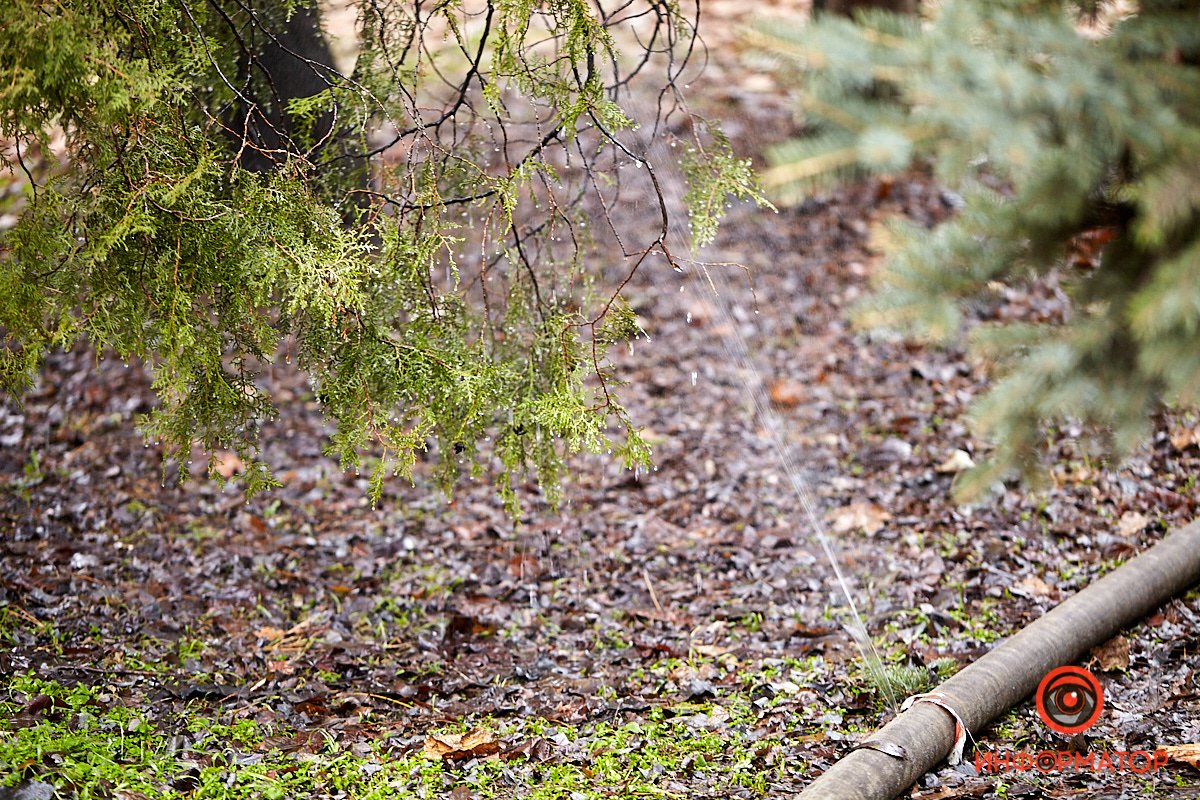 Нет, это не порванный рукав. Это инновационная система полива можжевельника