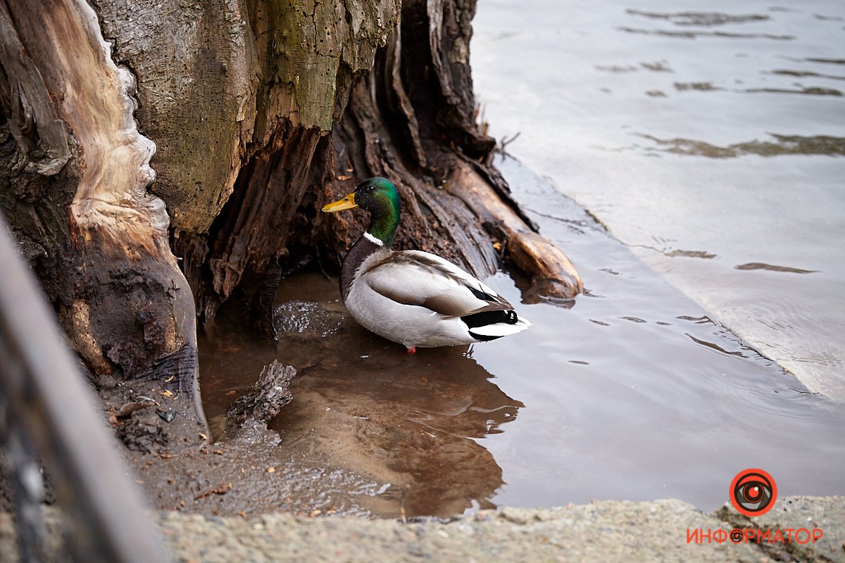 Если я не вижу проблему - проблема не видит меня
