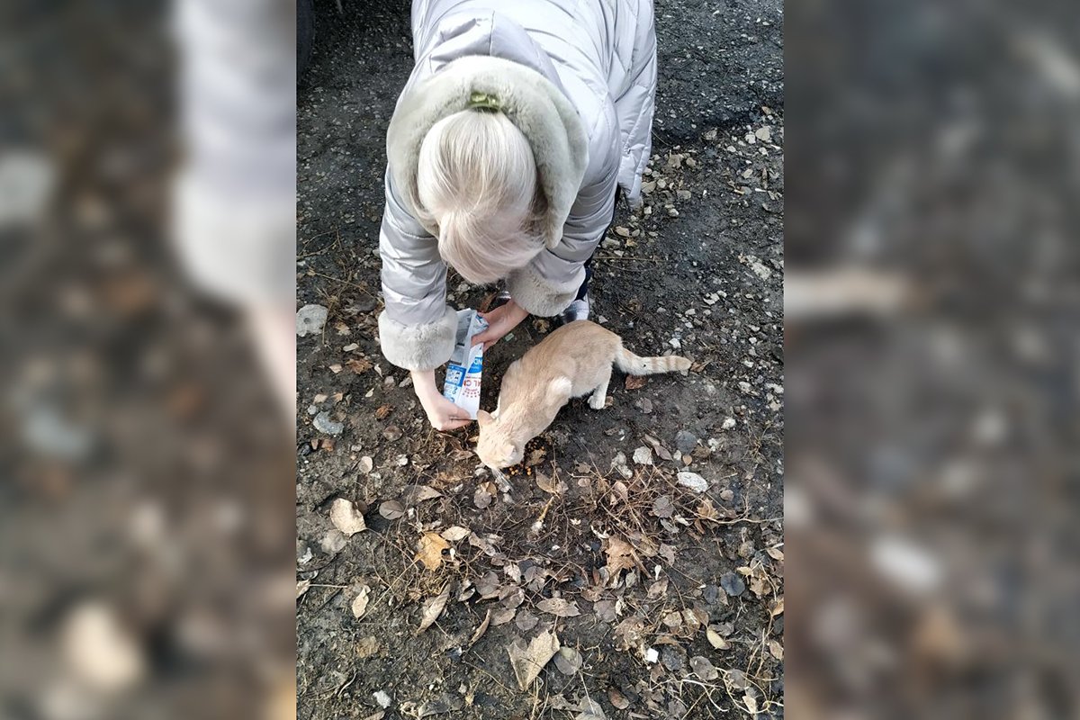 Хвостика напоили молочком