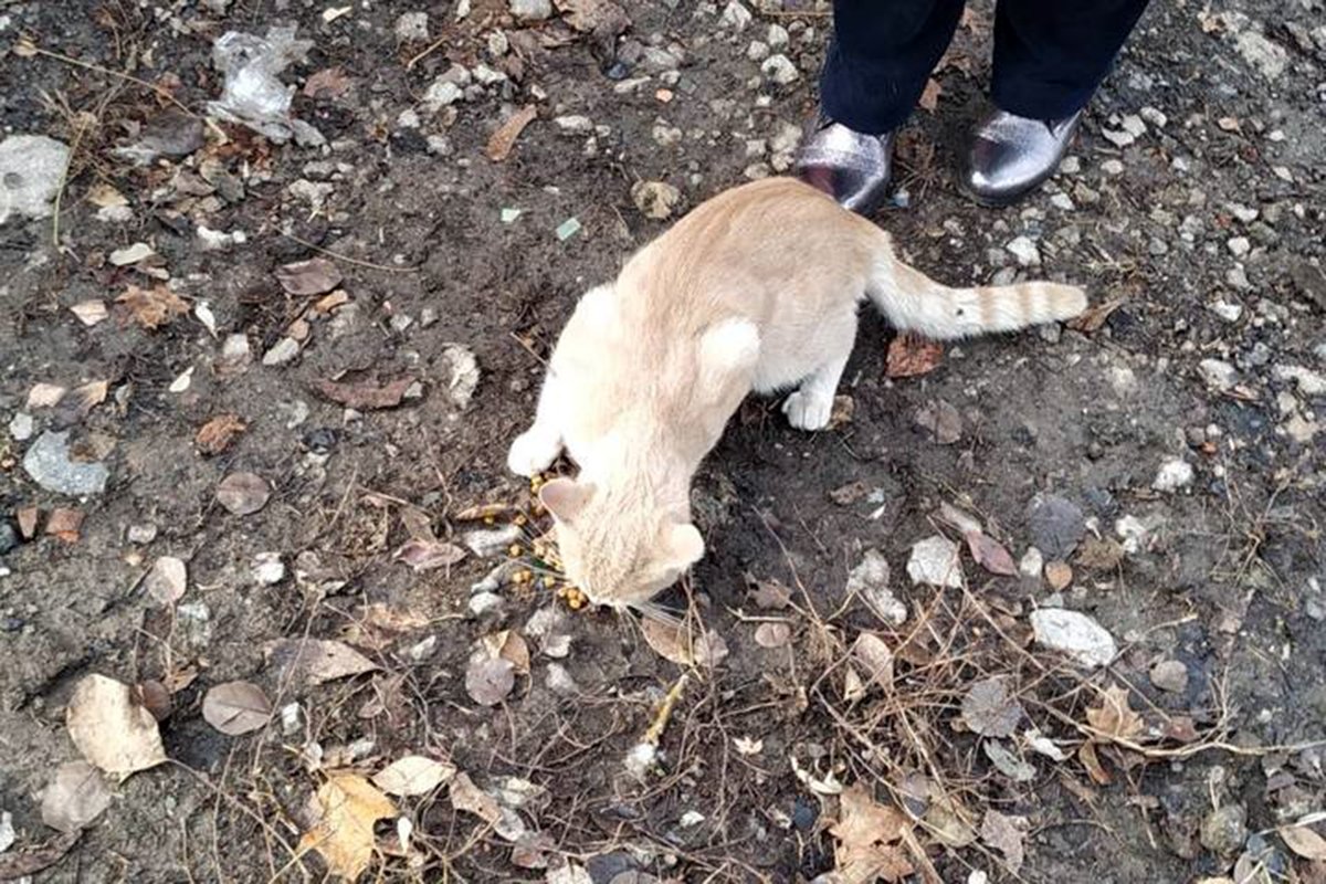 Кот остался целым и невредимым