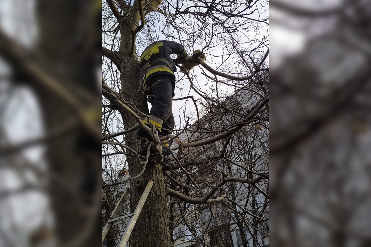 Усатый сидел на дереве на уровне третьего этажа
