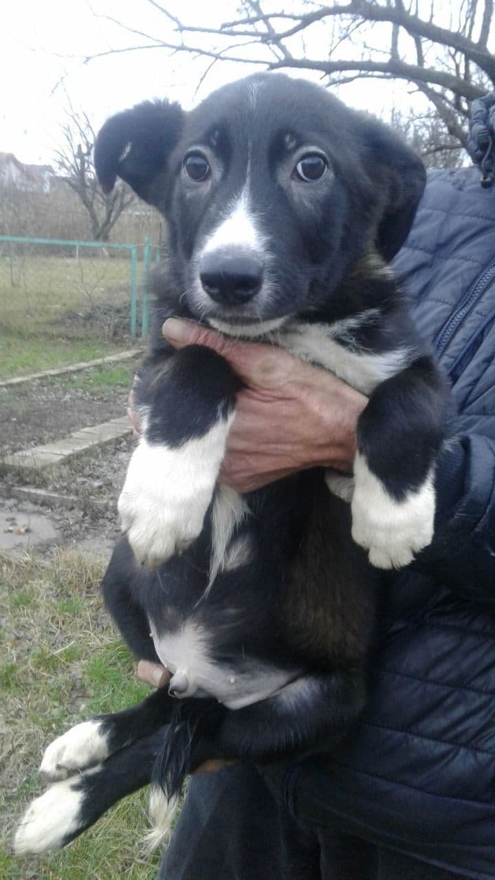 Грустные истории бездомных животных: где найти себе верного друга в Днепре 1