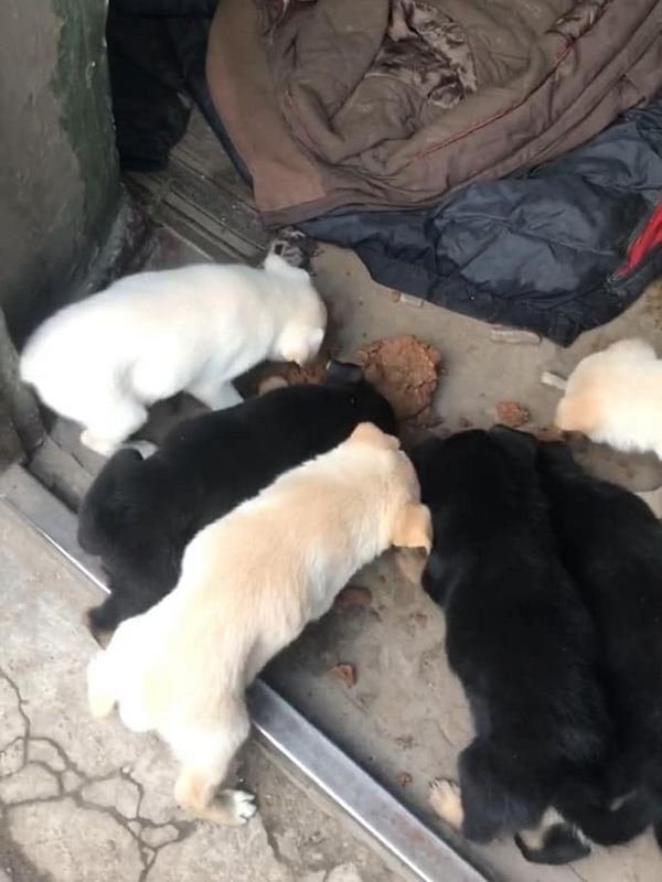 Шесть хвостиков