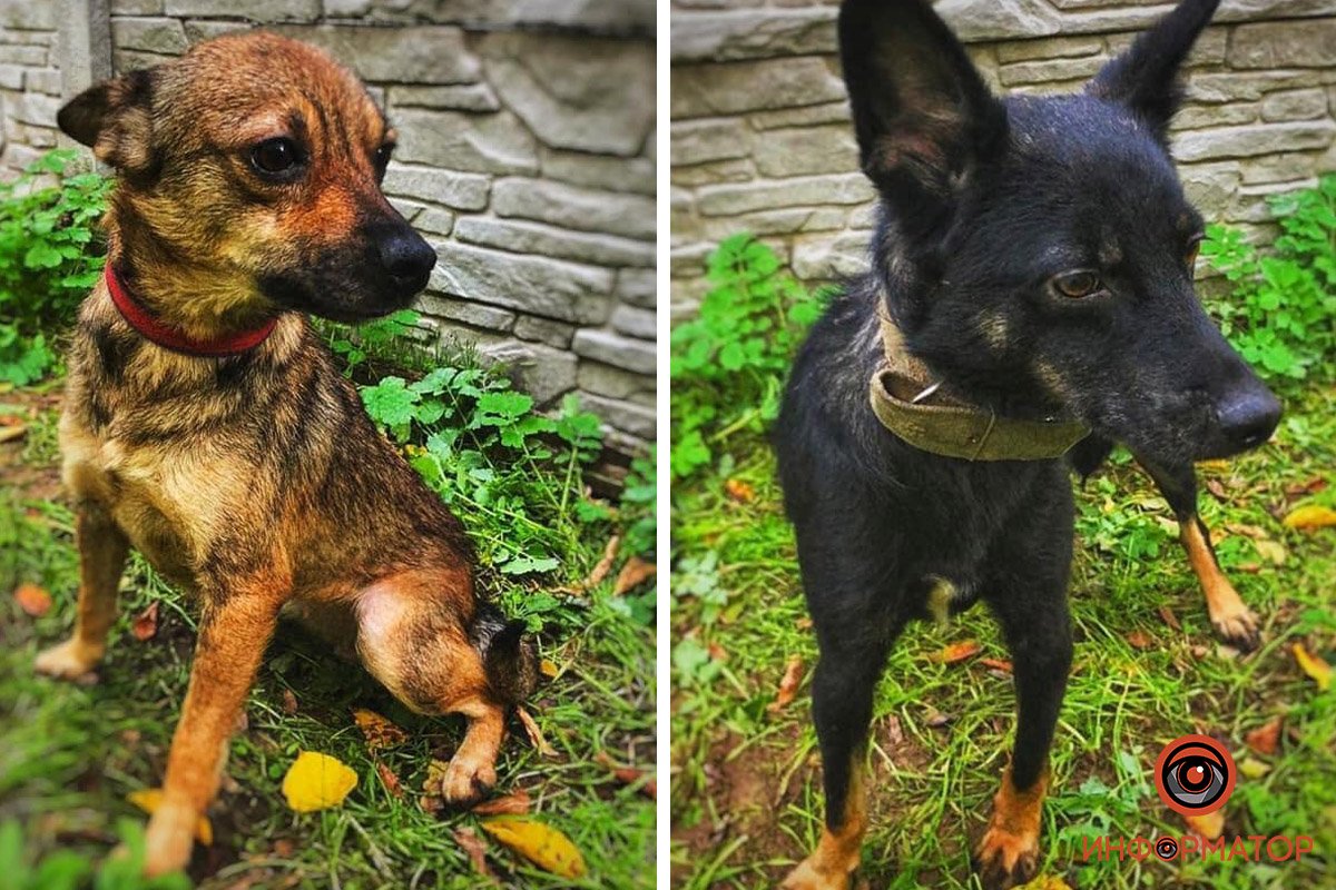 Рики и Тики