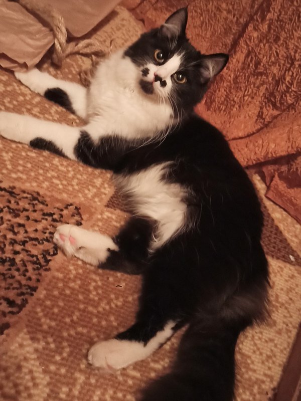 Доверчивая Лиза