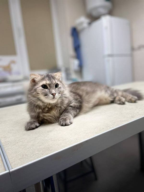 Красавица Барся