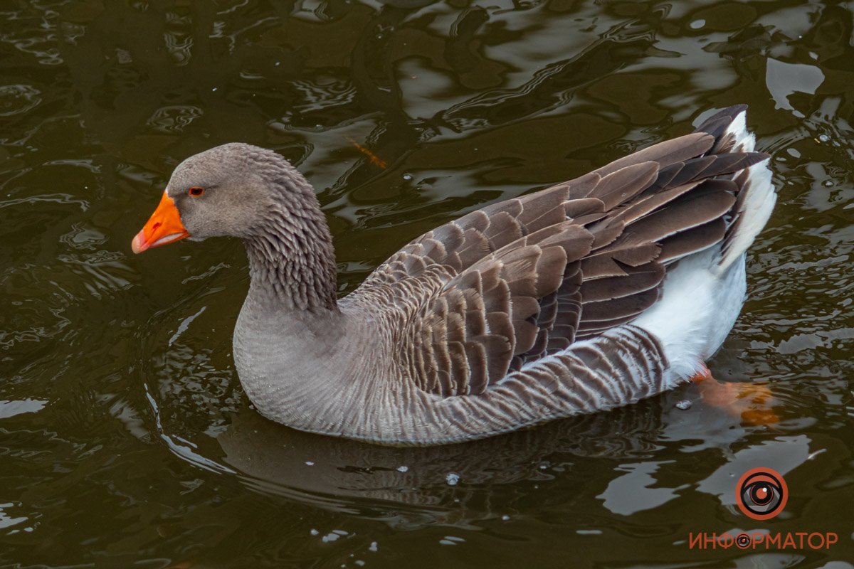 Постоянные жители любого водохранилища Постоянные жители любого водохранилища