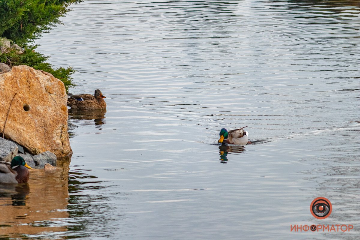 Суетливо перебирают лапками Суетливо перебирают лапками