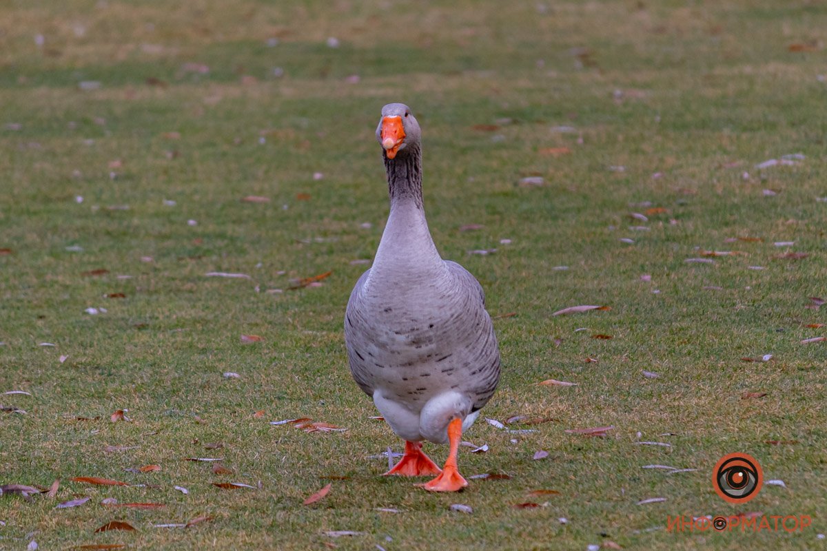 Добрый день! Добрый день!