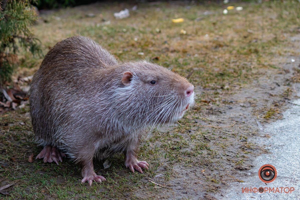 Красавица Красавица