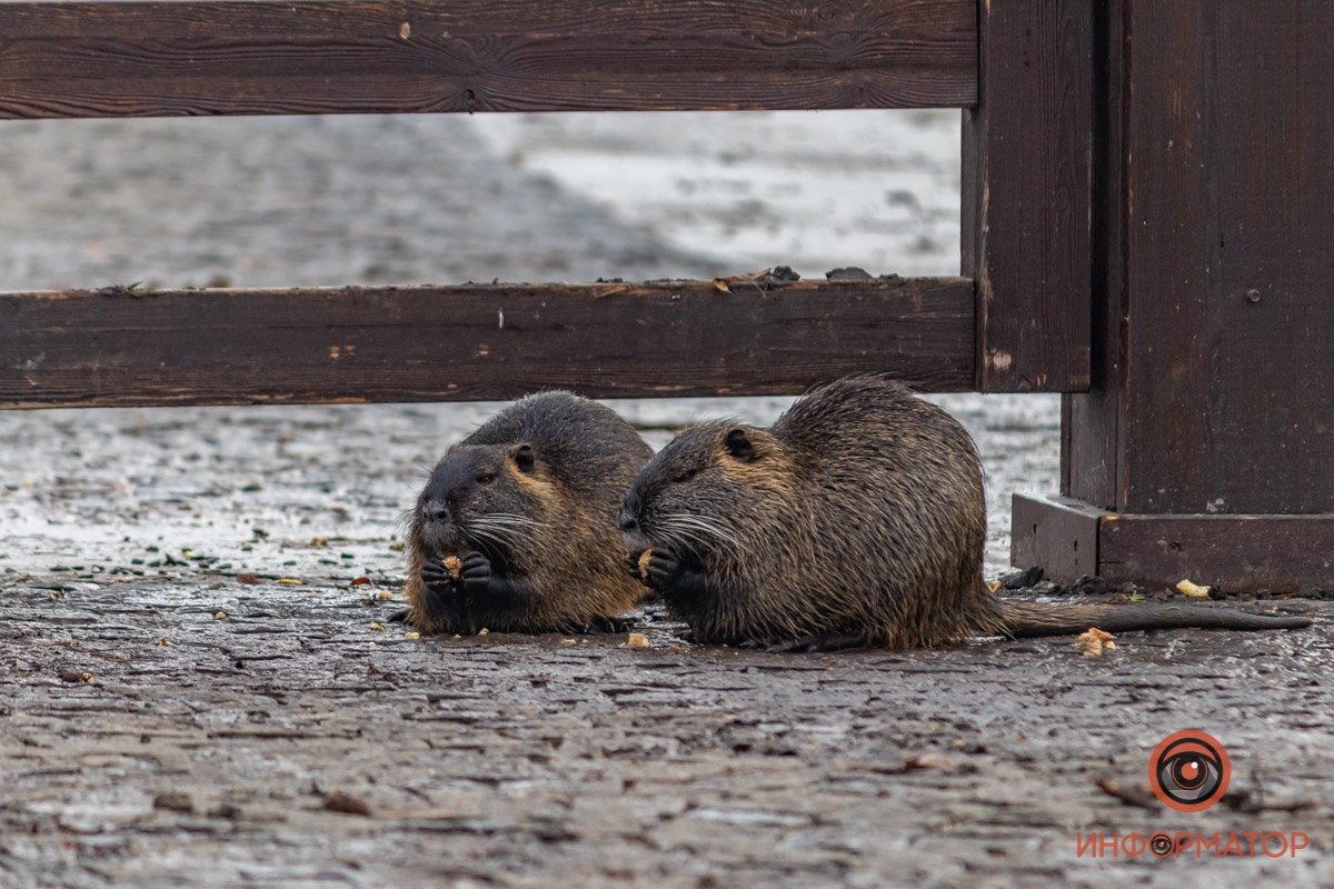 Время обеда Время обеда