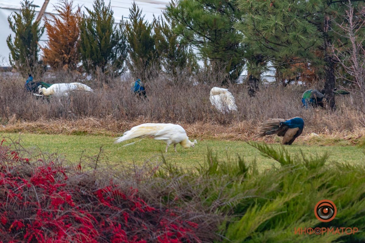 Местная экзотика Местная экзотика