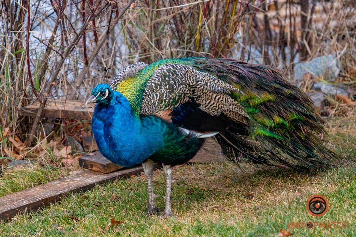 Птичка Птичка