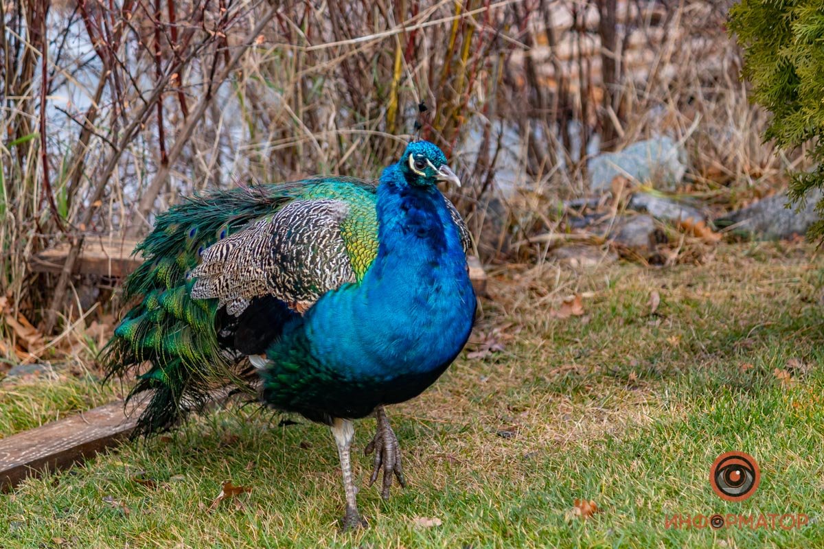 Шея - будто из синего бархата Шея - будто из синего бархата