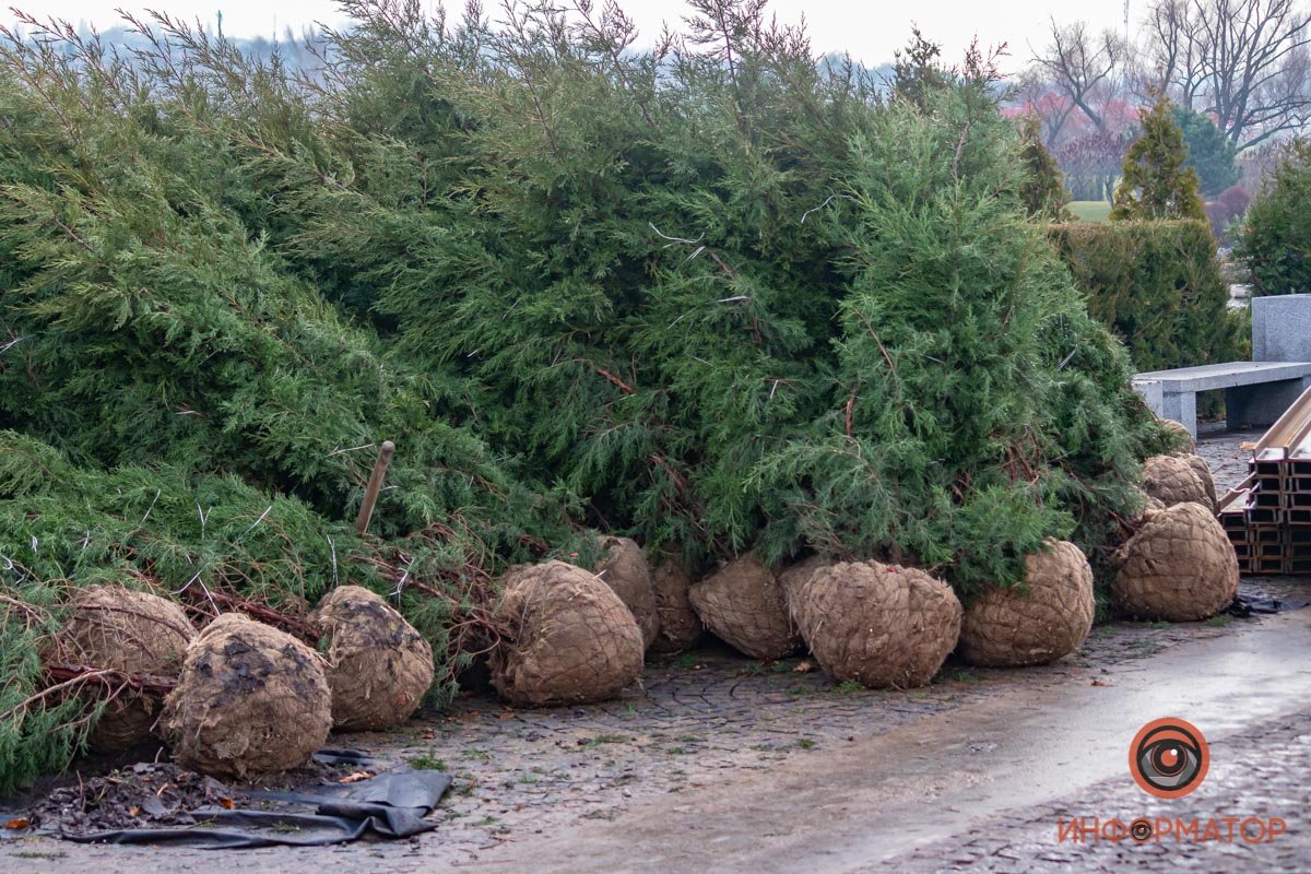 Вечнозеленые Вечнозеленые