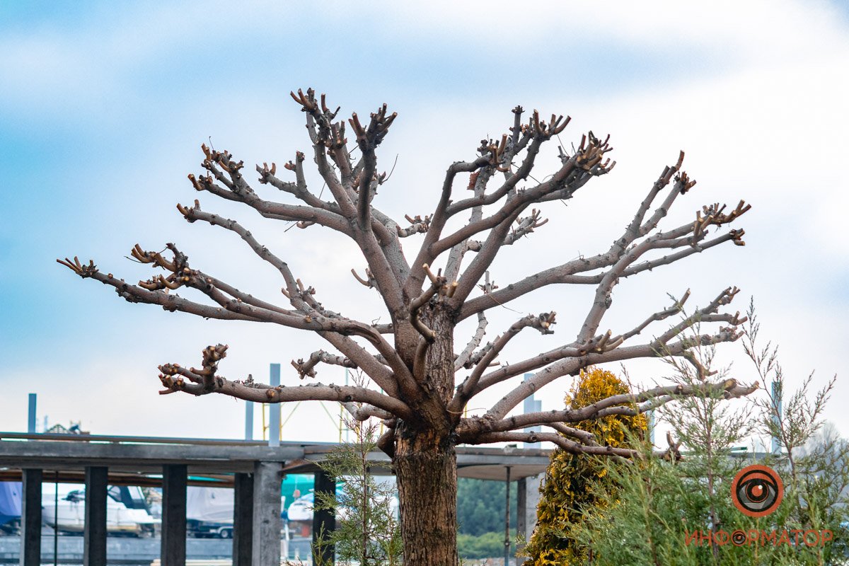 Необычные деревья Необычные деревья