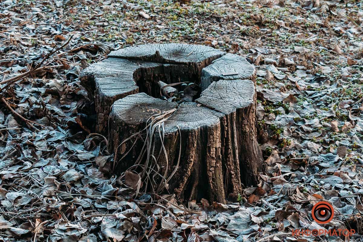 Скорее выходите гулять Скорее выходите гулять