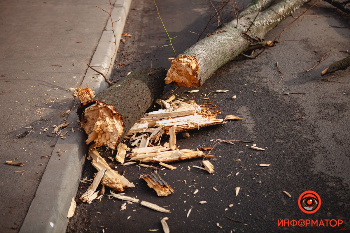 Дерево сломалось