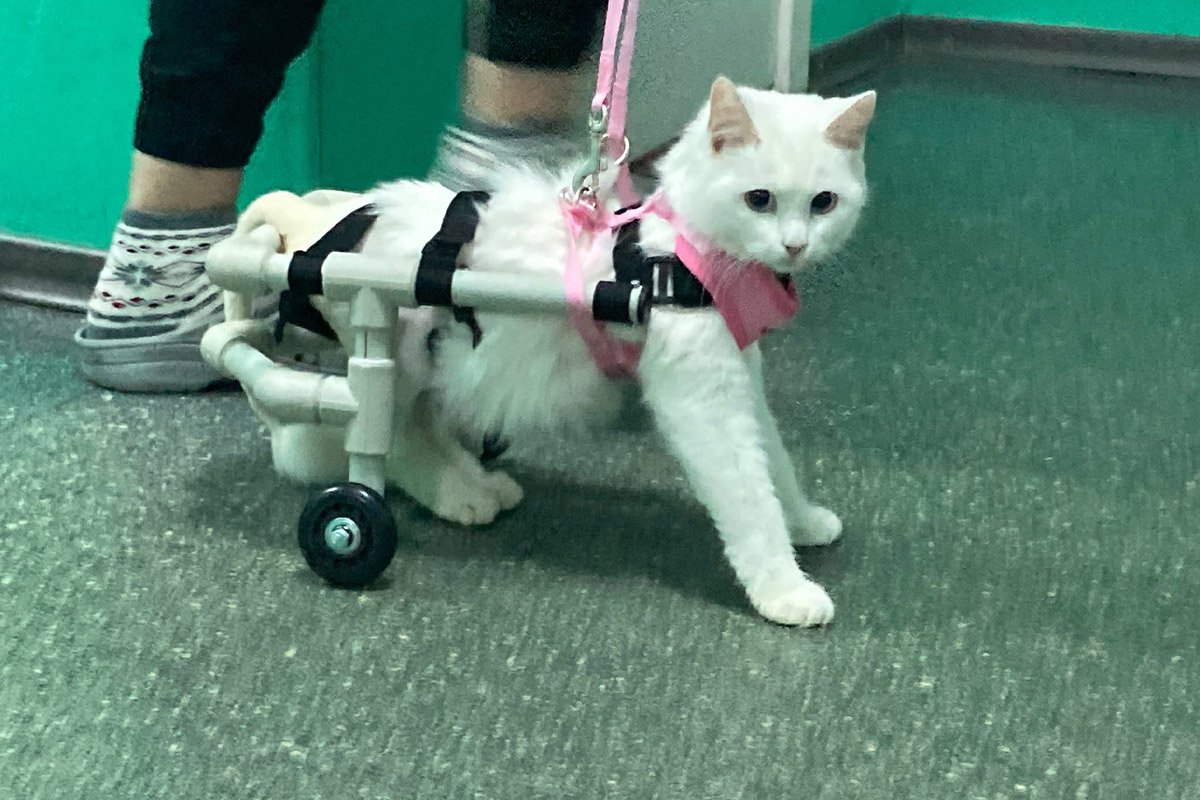 Алису выбросили из окна