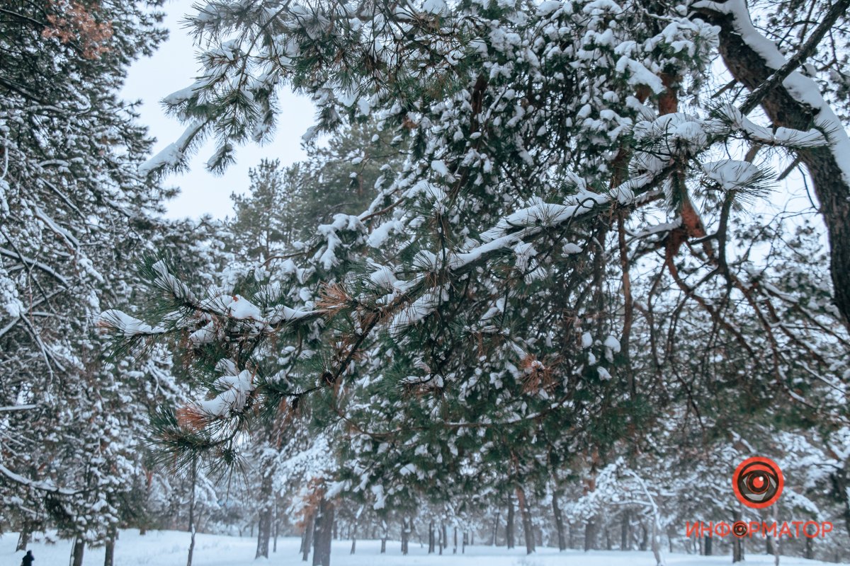 Снег успел к праздникам Снег успел к праздникам