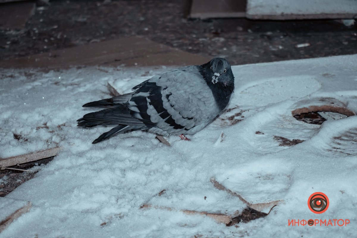 Местный житель Местный житель