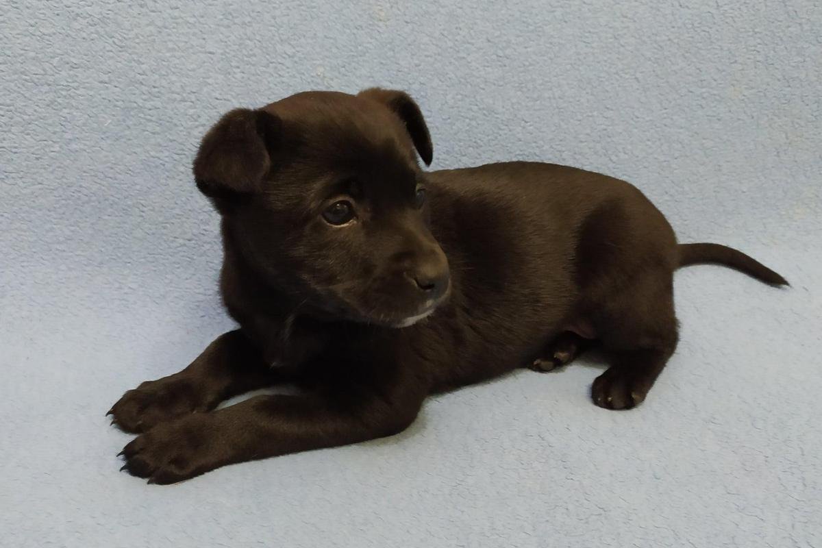 Плюшевый песель полностью готов к переезду в новый дом Плюшевый песель полностью готов к переезду в новый дом