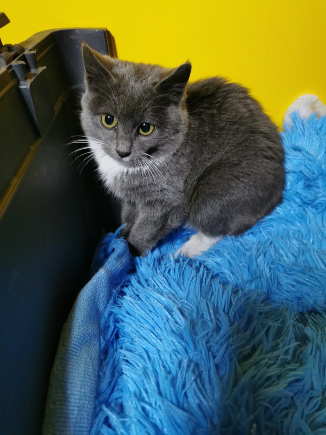 За свою маленькую жизнь кроха пережила многое и это сделало ее пугливой За свою маленькую жизнь кроха пережила многое и это сделало ее пугливой