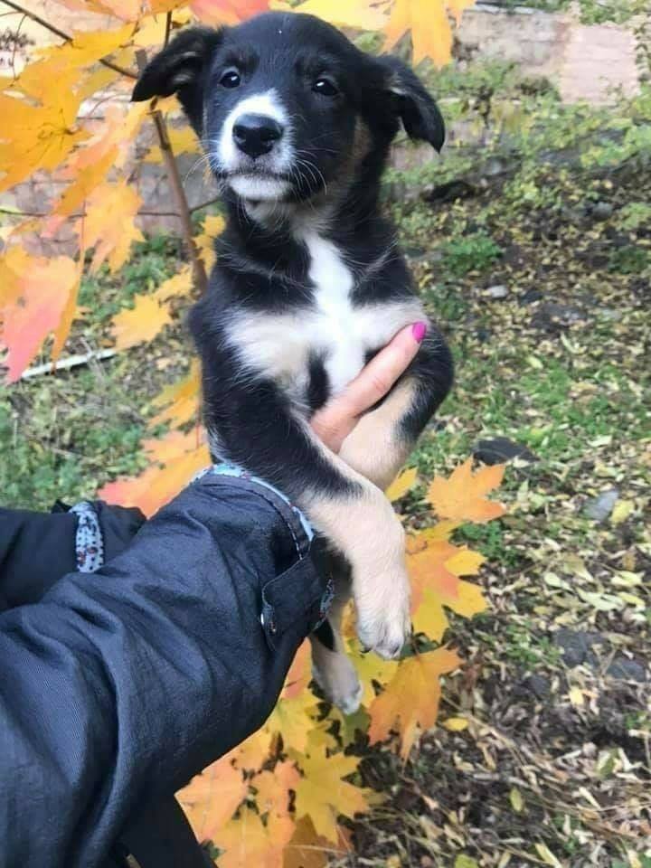 Черно-белая малышка ждет своего хозяина Черно-белая малышка ждет своего хозяина