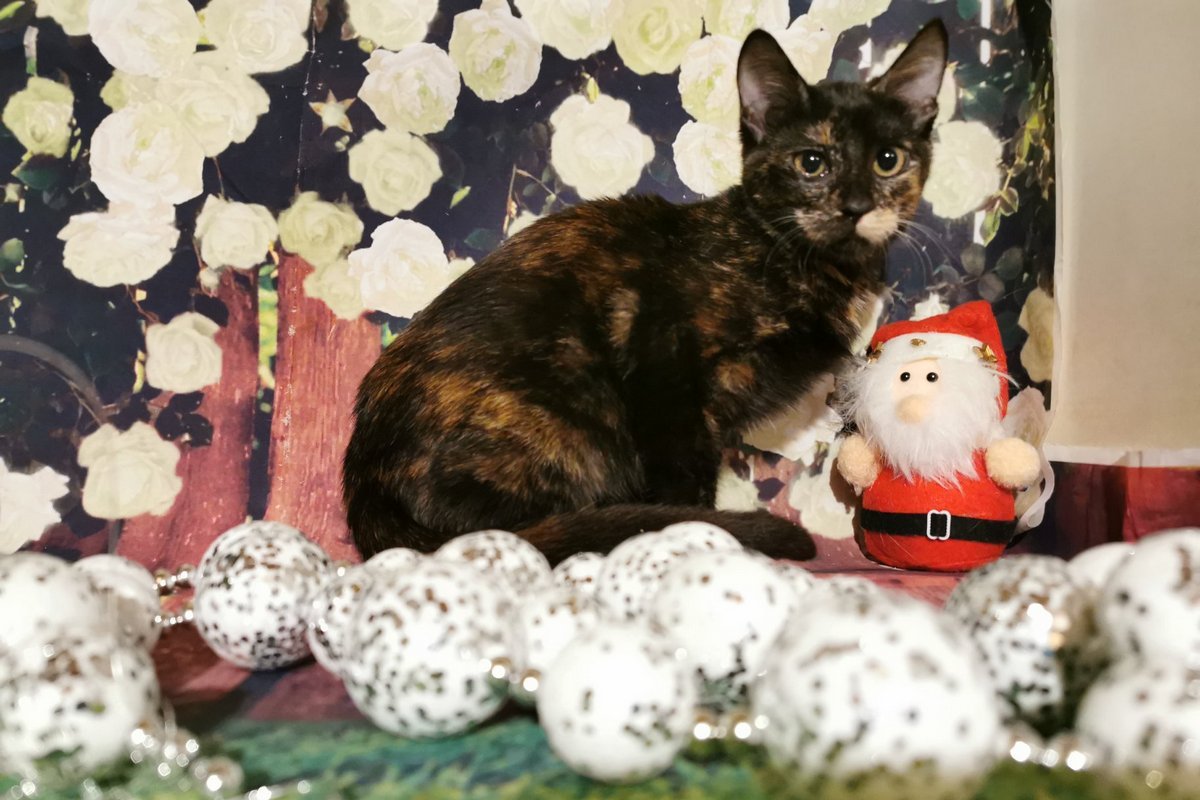 Говорят, кошки черепахового окраса приносят удачу Говорят, кошки черепахового окраса приносят удачу