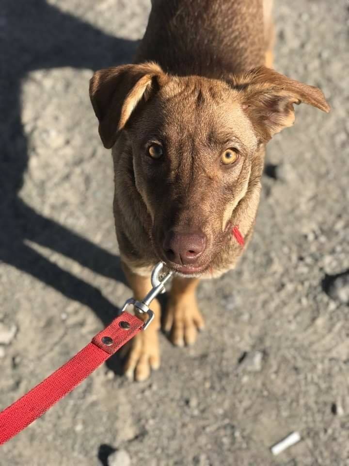 Песель будет отличным охранником и надежным другом Песель будет отличным охранником и надежным другом