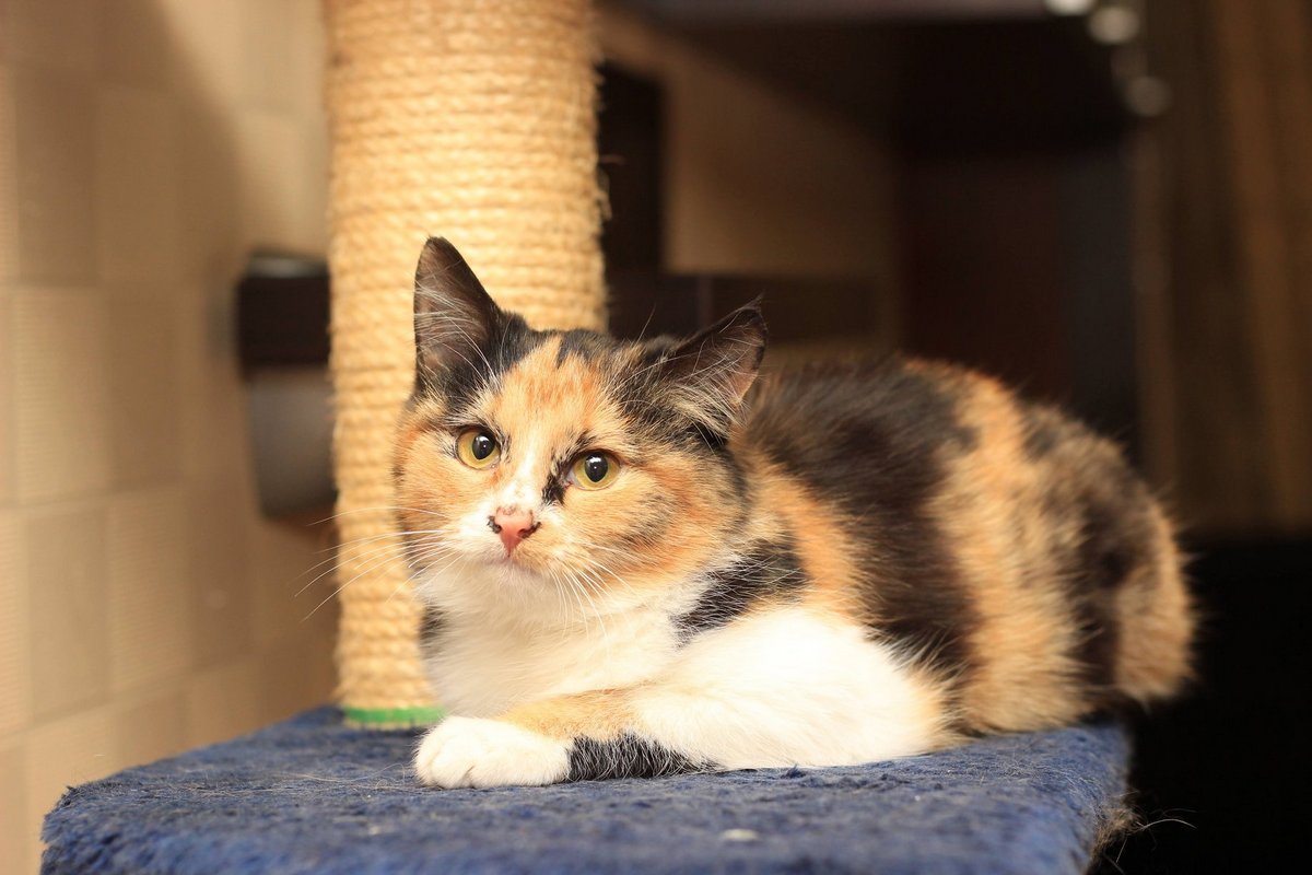 Накануне Рождества это чудо непонятно как оказалось на козырьке подъезда Накануне Рождества это чудо непонятно как оказалось на козырьке подъезда