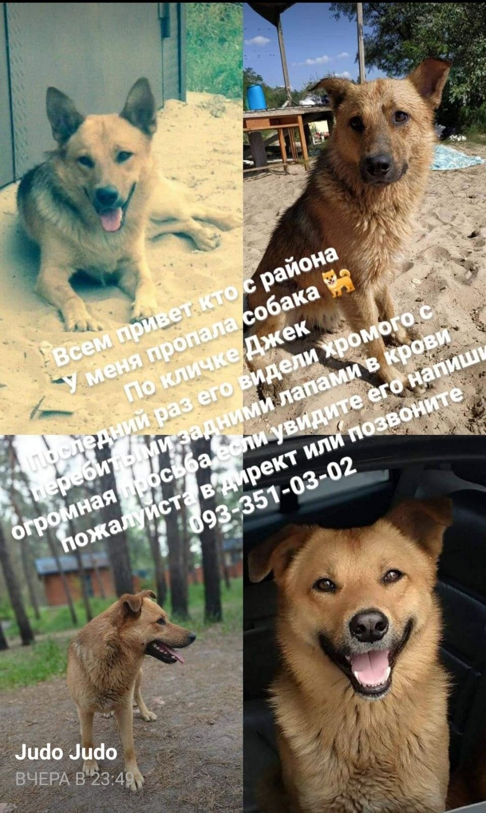 В Днепре пропало много животных: помогите найти 3