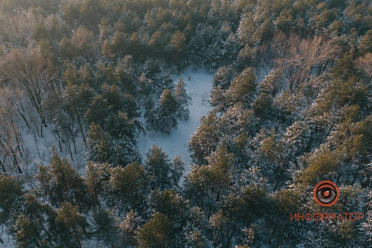 Как можно заблудиться в лесу? Там же все деревья разные!