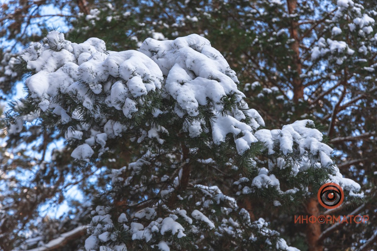Или швырнет тебе за шиворот снежок с ветки