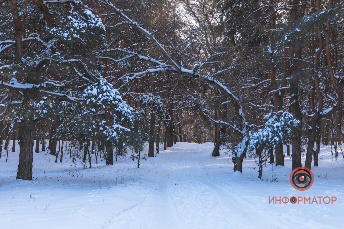 Запутает тебя параллельными, то и дело пересекающимися кривыми лыжными следами
