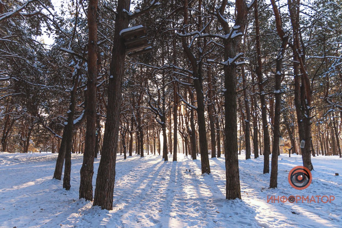 Таким лес описывают почти в каждой старой сказке, легенде или вымышленной саге