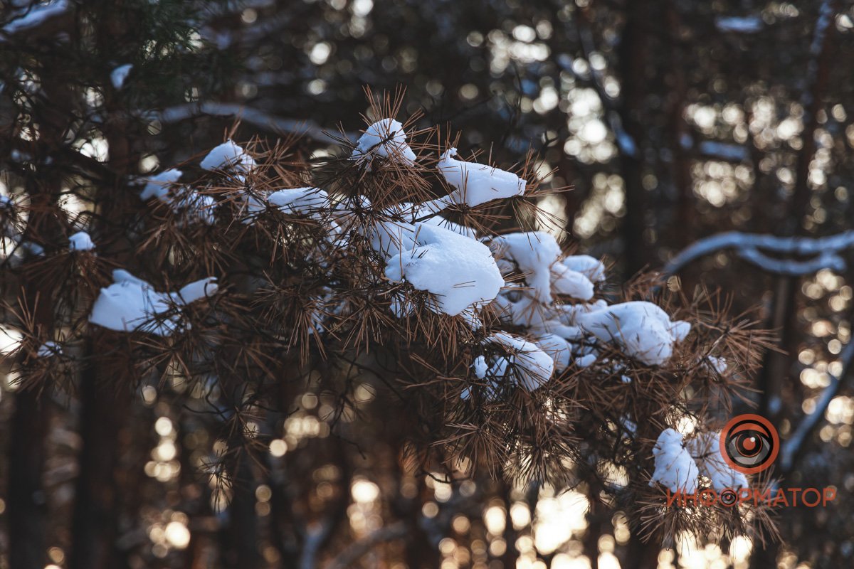 Снежок пытается спрятать колючки, чтобы вы не поранились