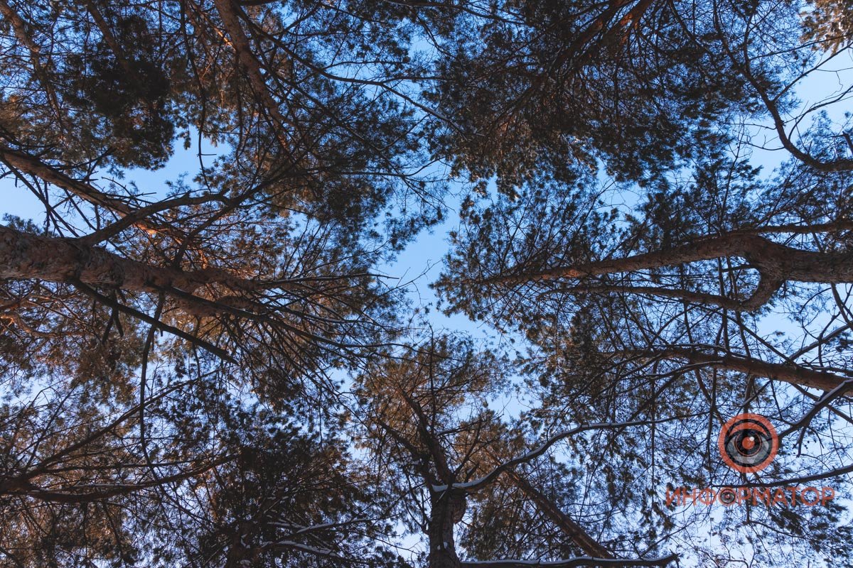 Живые великаны