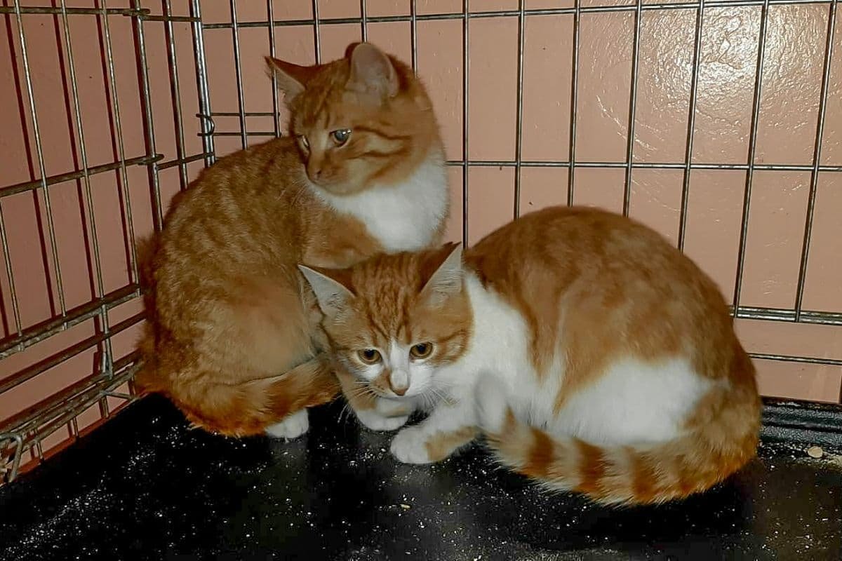 Грустные истории бездомных животных: где найти себе верного друга в Днепре 5