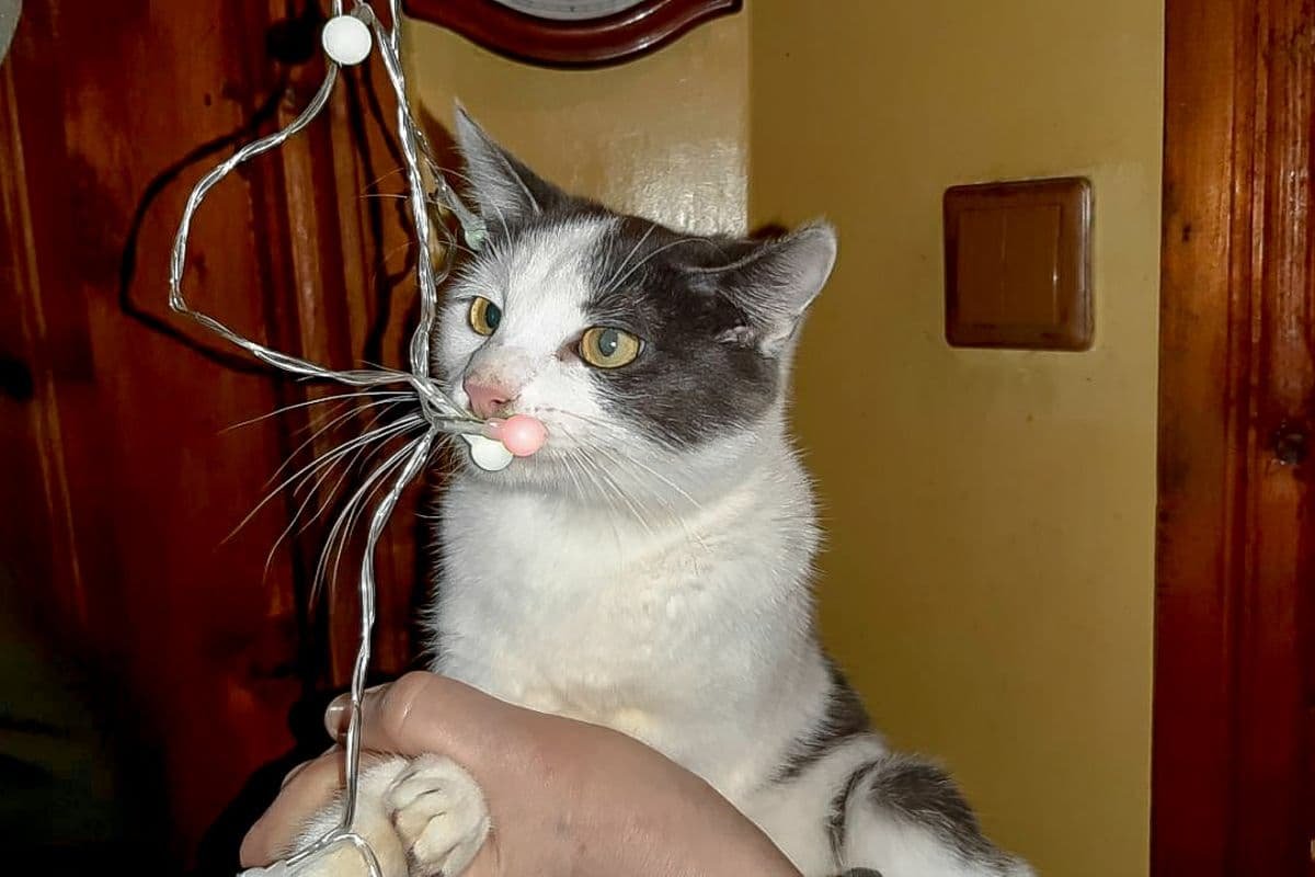 Грустные истории бездомных животных: где найти себе верного друга в Днепре 7