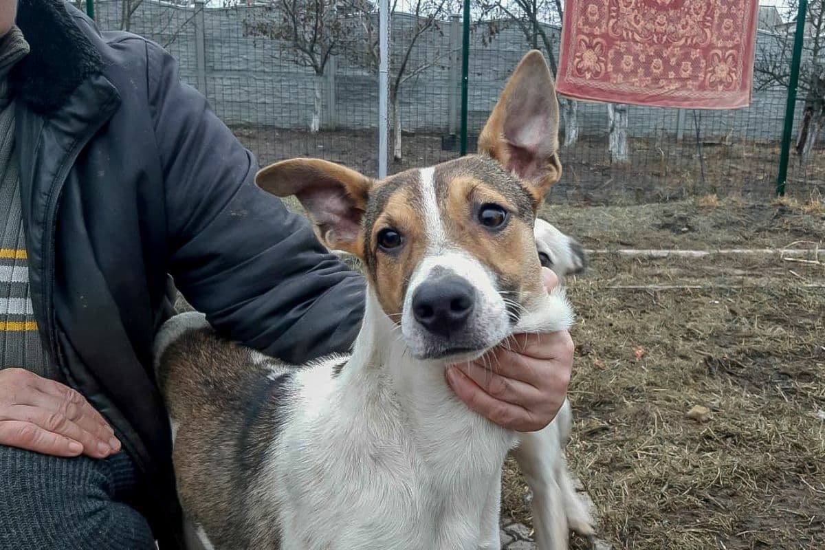Грустные истории бездомных животных: где найти себе верного друга в Днепре 9