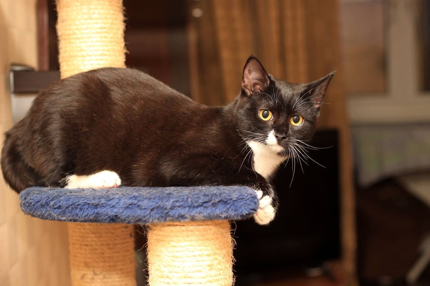 Грустные истории бездомных животных: где найти себе верного друга в Днепре 13