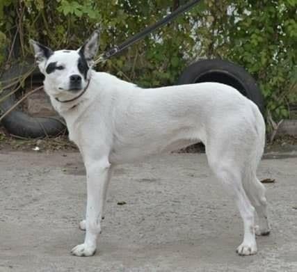 Грустные истории бездомных животных: где найти себе верного друга в Днепре 14